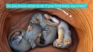 Baby Squirrels Reunited with Mother