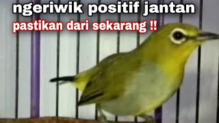 Pancingan Pleci Ngeriwik Positif Jantan