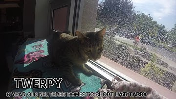 TWERPY - Featured on Comcast Xfinity at the Humane Society of Utah
