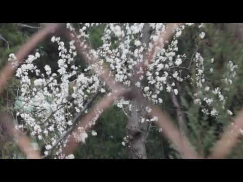 არჩილ ტატუნაშვილის ხსოვნას ––– ლექსი პოეტი დათო ახლოური