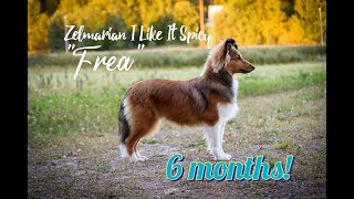 Frea 6 months 💛 tricks & agility by Focus the sheltie 2,495 views 1 year ago 3 minutes, 14 seconds