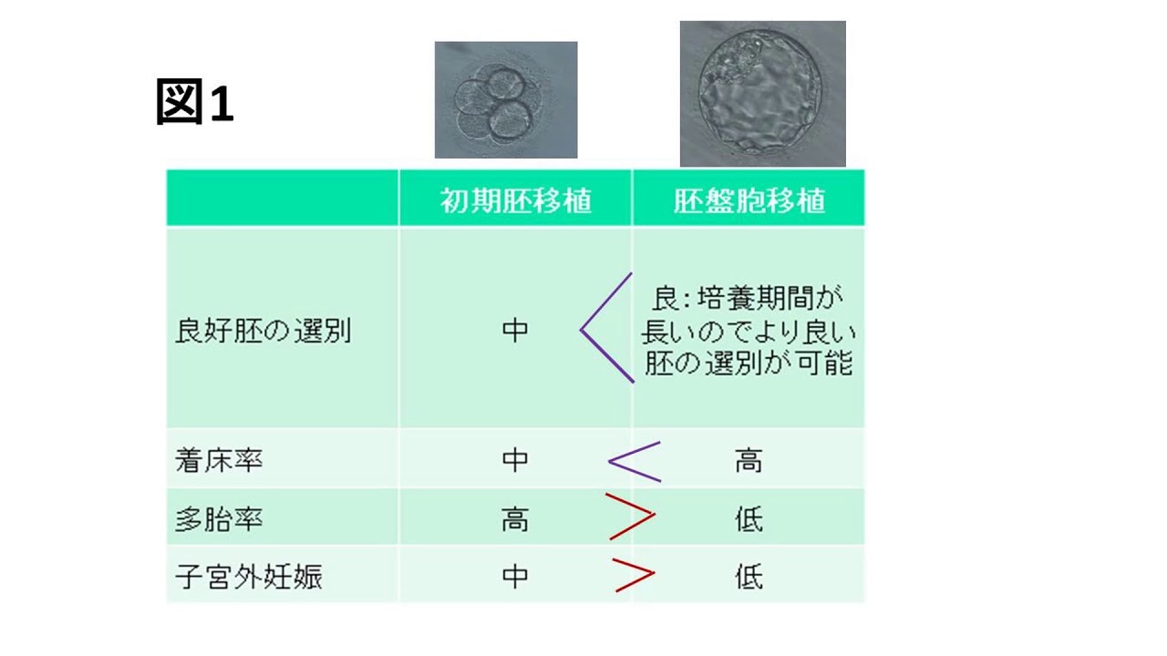 初期 胚 移植