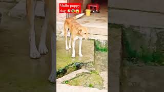 mallu pappy dog ???ytshorts dog viral doglover puppy dangerous bullydog nicedog shorts