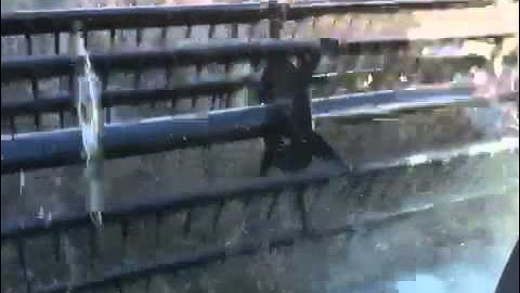 Gleaner M3 harvesting soybeans