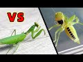 Praying mantis VS cute katydid, who wins?Insect war