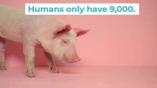 Fun Facts about Pigs