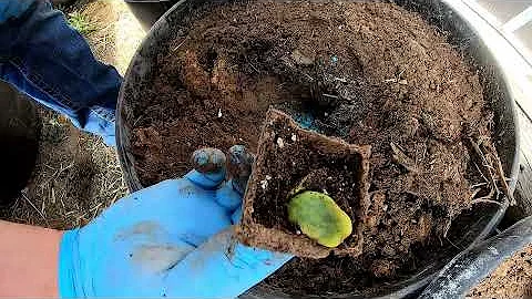 Garden Planting in a greenhouse.