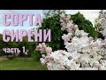 Сорта сирени отечественной селекции. Часть 1