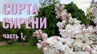 Сорта сирени отечественной селекции. Часть 1