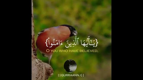 {يَـٰٓأَيُّهَا ٱلَّذِينَ ءَامَنُواْ تُوبُوٓاْ إِلَى ٱللَّهِ}||بصوت القارئ شريف مصطفى||اجمل حالات🥺🖤
