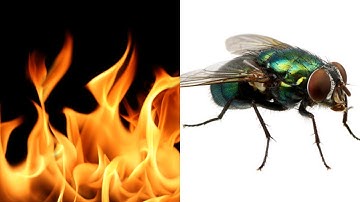 Fireflies but every word is a Google image