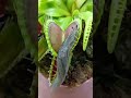 Carnivorous plant  pitcher plant