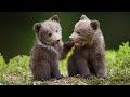 Beautiful relaxing music peaceful soothing instrumental music wilderness bears by tim janis