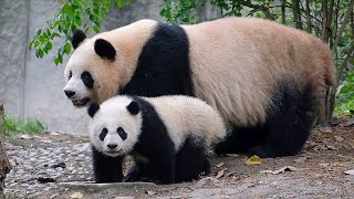 Yuan Run stood beside her cub, protecting him like a mountain by 胖达日记 Hi Panda 2,320 views 3 days ago 1 minute, 20 seconds