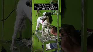 Dr.Ansons #pets #grooming #shorts by Dr ANSON 28 views 6 months ago 1 minute, 2 seconds