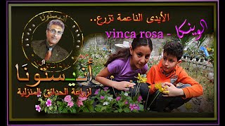 أسهل طريقة للحصول على المئات من نباتات الوينكا   مجاناالأيدى الناعمة تزرع الفينكا روزا-vinca rosa