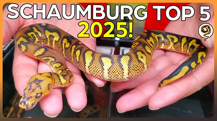 These are the TOP 5 Ball Pythons at NARBC Schaumburg 2025!