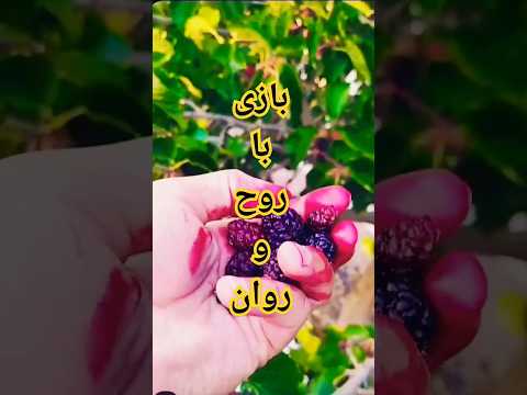 فقط ف حش ندید توت توت