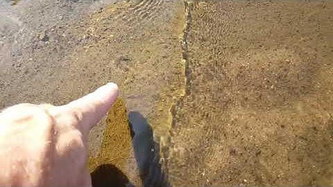 Finding Softshell Turtles in the Sand