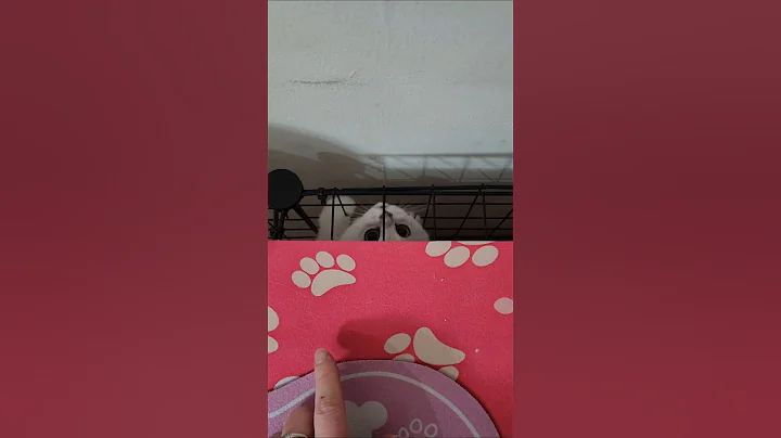 Video 11576901: scottish chinchilla cat kitten, cutecat scottish, cute kitten scottish, pets scottish, funny cat scottish, chinchilla point