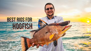 Top Two Rigs to Catch BIG Hogfish in the Gulf by Joshua Taylor 1,785 views 5 months ago 14 minutes, 40 seconds