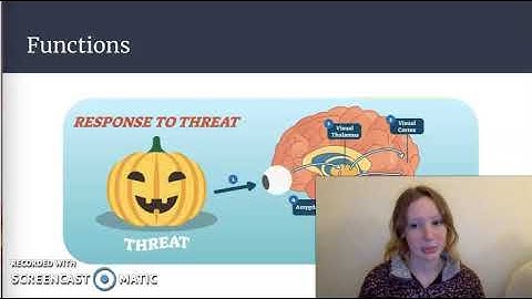 My Favorite Brain Part Presentation