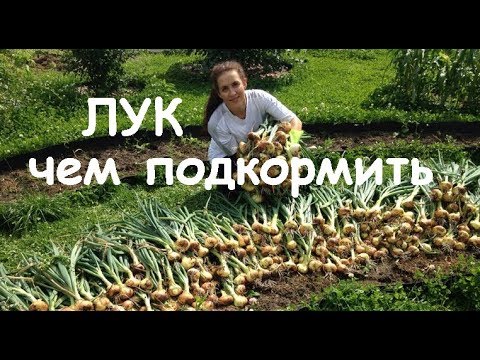 Лучшая подкормка для лука. Чем подкормить лук весной и летом чтобы был крупным.