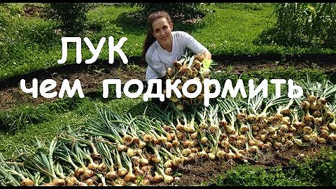 Лучшая подкормка для лука. Чем подкормить лук весной и летом чтобы был крупным
