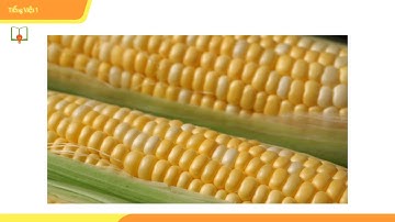 Tiếng Việt Lớp 1 - Tuần 4 - Bài ng ngh (Tiết 2)