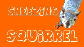 SNEEZING SQUIRREL