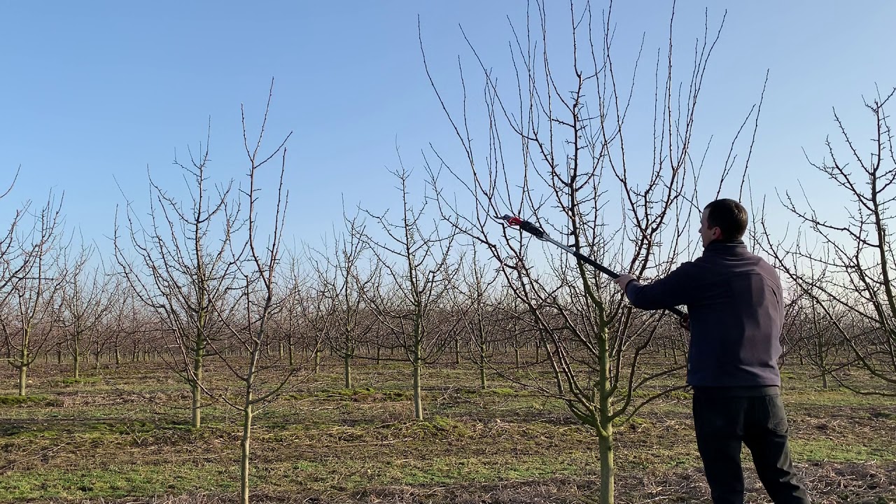 Cięcie śliwek - kontynuacja cięcia po roku