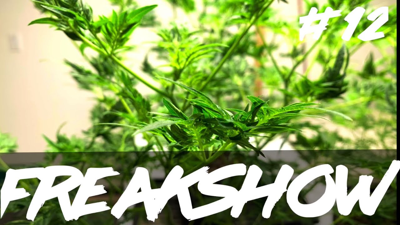 Matty Grows | The Work Grow | Freakshow | # 12 | 