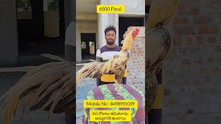 For సేల్స్: 8498911039 #aseelmarket #birdsmarket #birdsmarket #nelloresundaykollamarket #roosterfarm