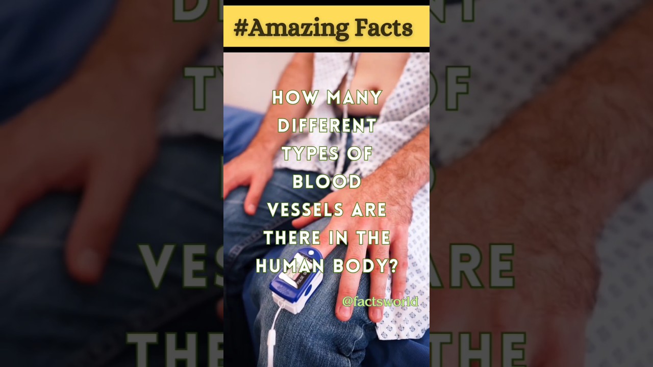 How many different types of blood vessels 