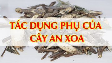 TÁC DỤNG PHỤ CỦA CÂY AN XOA CHỮA BỆNH GAN