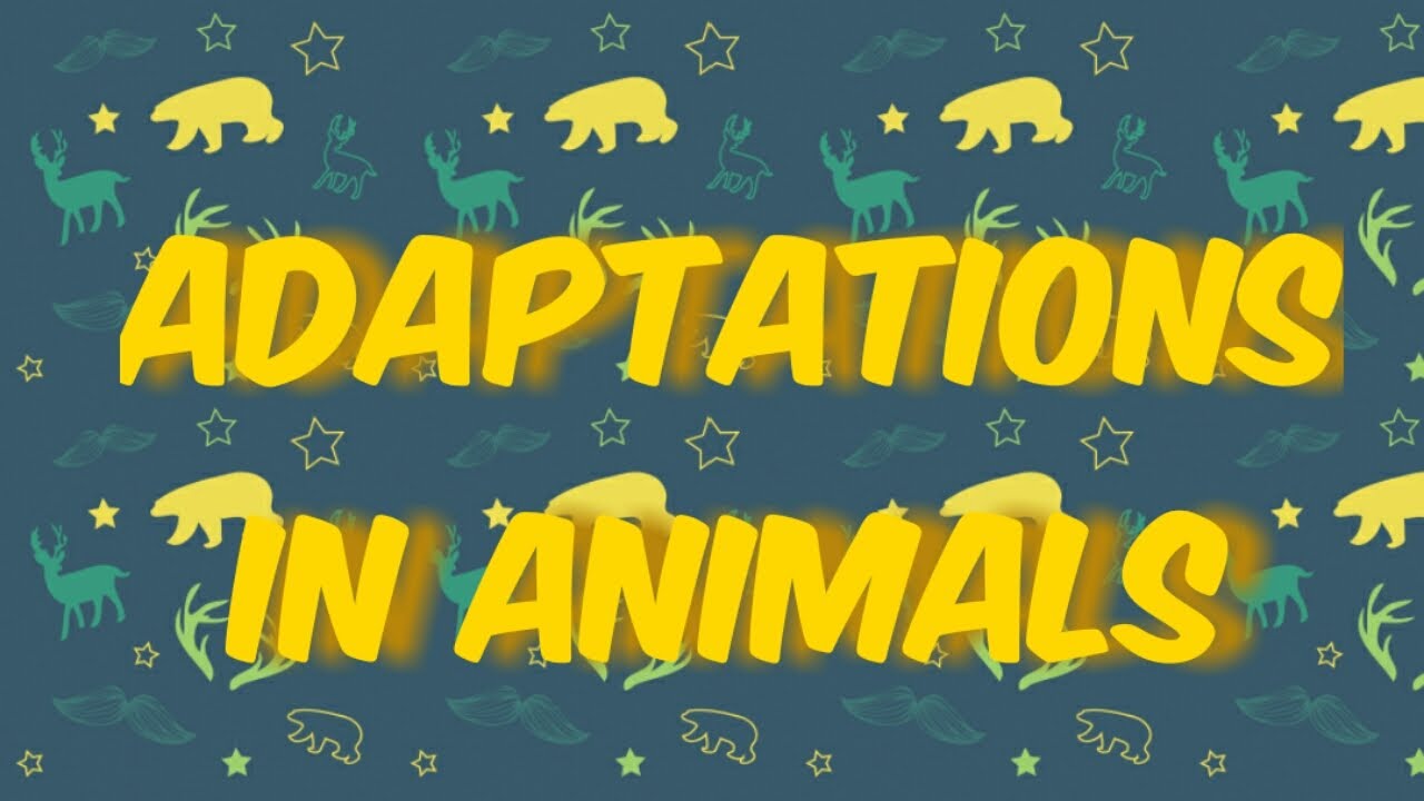 Adaptations in animals - YouTube