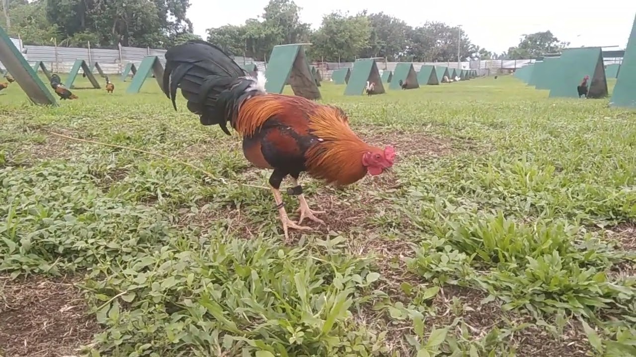 new gcgf game farm in batangas