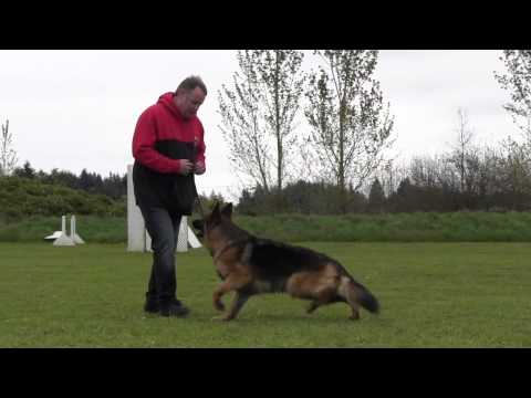 wayne curry german shepherd