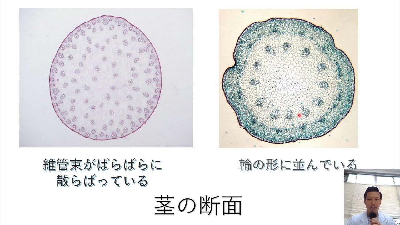 1年理科 第9回「種子植物の分類(単子葉類、双子葉類)」 YouTube 1年理科 第9回「種子植物の分類(単子葉類、双子葉類)」 YouTube