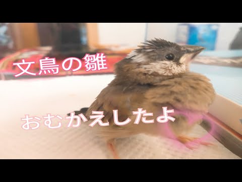 足の弱い桜文鳥の雛をおむかえしました