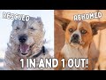 2 SPECIAL DOG STORIES | Tenerife Horse Rescue