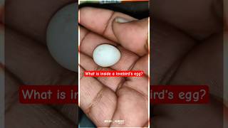 🦜Love Bird Egg குள்ள என்ன இருக்கும்னு தெரியுமா⁉️🤯 | @JEELANI_VLOGGER #shorts