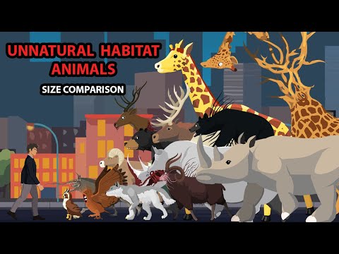Unnatural Habitat Animal