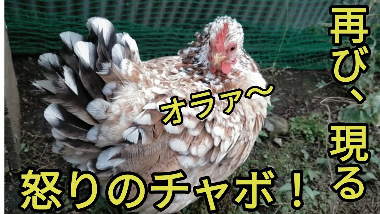 くれチャボ様 抱卵モード突入】激怒チャボは止められない！三色碁石チャボのチャー