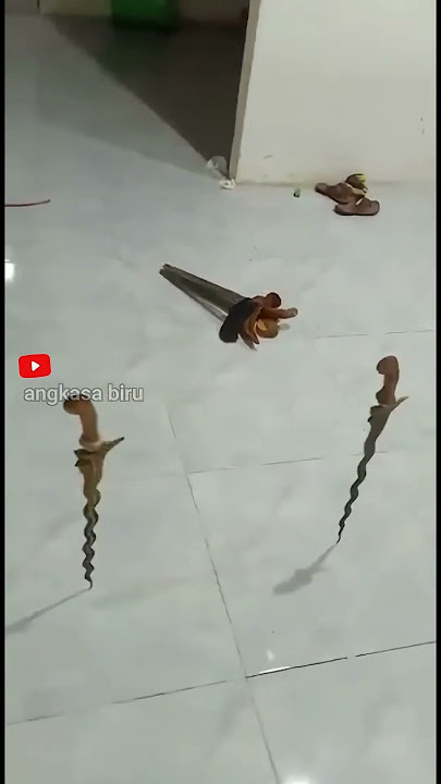 Night 1 Suro!! Keris Can Stand, Fly, and Light Up! #mysticalfacts #keris #shortsviral
