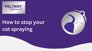 Help to Stop Your Cat Spraying How To Stop Your Cat Spraying Everywhere 9 Tips For Success
