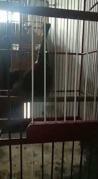 cililin betina gacor panjang di pm juga oke