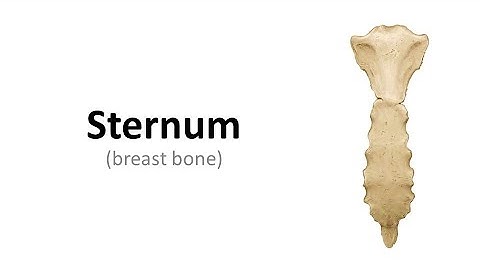 Sternum. Prof. Dr. Md. Ashfaqur Rahman
