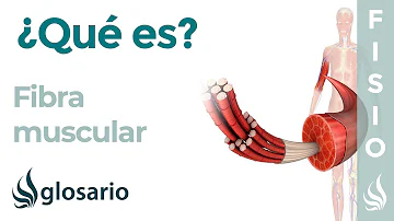 ¿Cómo se llama la fibra muscular?