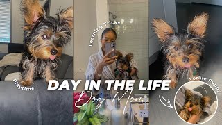 Realistic Day in My Life as a Dog Mom | Raising a Yorkie Puppy + 6 month puppy update